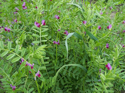 Vicia sativa